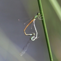 Ischnura aurora (Aurora Bluetail) at Paddys River, ACT - 29 Dec 2018 by HarveyPerkins