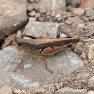 Phaulacridium vittatum at Uriarra, NSW - 15 Mar 2019 11:16 AM