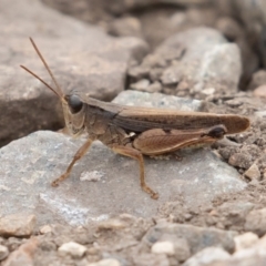 Phaulacridium vittatum at Uriarra, NSW - 15 Mar 2019 11:16 AM