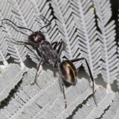 Camponotus suffusus (Golden-tailed sugar ant) at Acton, ACT - 14 Mar 2019 by AlisonMilton