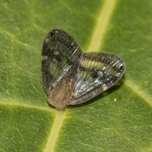 Scolypopa australis at Acton, ACT - 15 Mar 2019