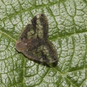 Scolypopa australis at Acton, ACT - 15 Mar 2019 08:11 AM