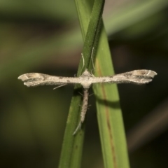 Stenoptilodes taprobanes (Plume Moth) at Acton, ACT - 14 Mar 2019 by Alison Milton
