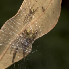 Deliochus sp. (genus) (A leaf curling spider) at Acton, ACT - 15 Mar 2019 by AlisonMilton