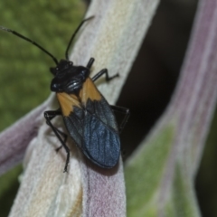 Oncopeltus (Oncopeltus) sordidus (Milk vine bug) at ANBG - 14 Mar 2019 by Alison Milton