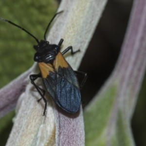 Oncopeltus (Oncopeltus) sordidus at Acton, ACT - 15 Mar 2019