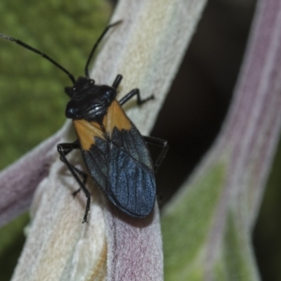 Oncopeltus (Oncopeltus) sordidus (Milk vine bug) at Acton, ACT - 14 Mar 2019 by Alison Milton