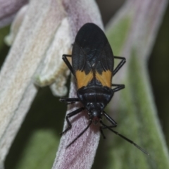 Oncopeltus (Oncopeltus) sordidus at Acton, ACT - 15 Mar 2019 08:20 AM