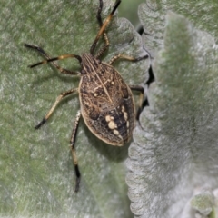 Pentatomidae (family) (Shield or Stink bug) at Acton, ACT - 15 Mar 2019 by AlisonMilton