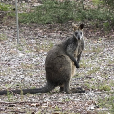 Wallabia bicolor (Swamp Wallaby) at ANBG - 14 Mar 2019 by Alison Milton