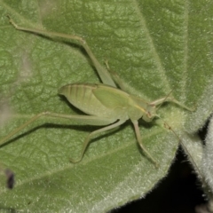 Caedicia simplex (Common Garden Katydid) at Acton, ACT - 15 Mar 2019 by AlisonMilton