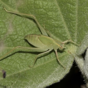 Caedicia simplex at Acton, ACT - 15 Mar 2019 08:35 AM