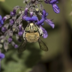 Amegilla (Zonamegilla) asserta at Acton, ACT - 15 Mar 2019 09:57 AM