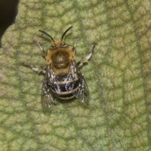 Amegilla (Zonamegilla) asserta at Acton, ACT - 15 Mar 2019 09:57 AM