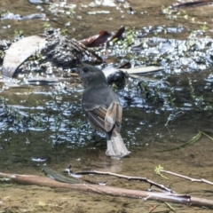 Pachycephala pectoralis at Hackett, ACT - 15 Mar 2019 12:08 PM