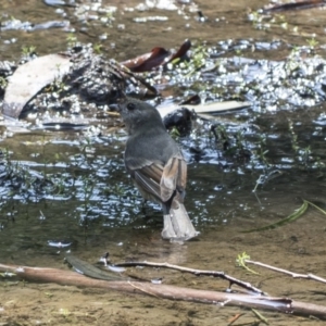 Pachycephala pectoralis at Hackett, ACT - 15 Mar 2019 12:08 PM