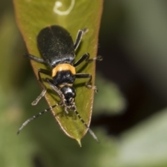 Chauliognathus lugubris (Plague Soldier Beetle) at Acton, ACT - 15 Mar 2019 by AlisonMilton