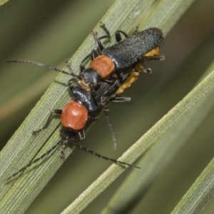 Chauliognathus tricolor at Acton, ACT - 15 Mar 2019