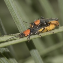 Chauliognathus tricolor at Acton, ACT - 15 Mar 2019