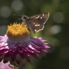 Dispar compacta (Barred Skipper) at Acton, ACT - 15 Mar 2019 by AlisonMilton