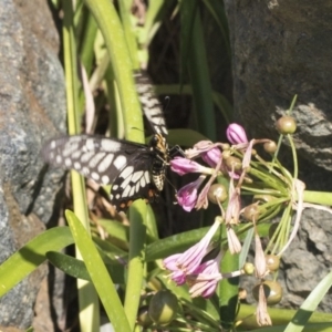 Papilio anactus at Acton, ACT - 15 Mar 2019