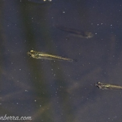 Gambusia holbrooki (Gambusia, Plague minnow, Mosquito fish) at O'Malley, ACT - 10 Mar 2019 by BIrdsinCanberra