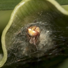 Araneus albotriangulus (White-triangle orb weaver) at Acton, ACT - 15 Mar 2019 by AlisonMilton