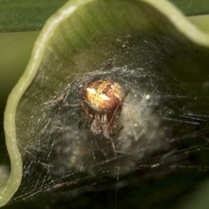 Araneus albotriangulus at Acton, ACT - 15 Mar 2019 08:09 AM