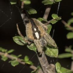 Araneinae (subfamily) (Orb weaver) at Acton, ACT - 15 Mar 2019 by AlisonMilton