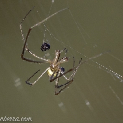 Tetragnatha sp. (genus) (Long-jawed spider) at O'Malley, ACT - 10 Mar 2019 by BIrdsinCanberra