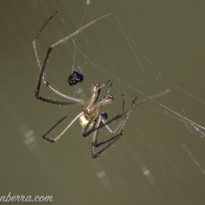Tetragnatha sp. (genus) (Long-jawed spider) at O'Malley, ACT - 11 Mar 2019 by JonSteinbeck