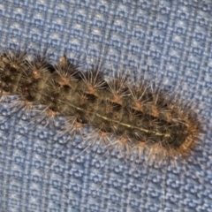 Leptocneria reducta (White cedar moth) at Acton, ACT - 15 Mar 2019 by Alison Milton