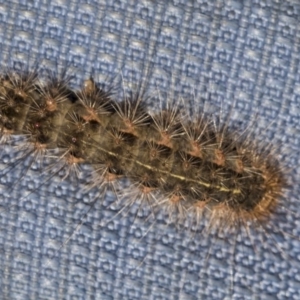 Leptocneria reducta at Acton, ACT - 15 Mar 2019 02:58 PM