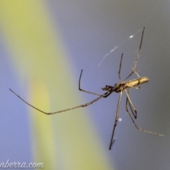 Tetragnatha sp. (genus) (Long-jawed spider) at O'Malley, ACT - 11 Mar 2019 by JonSteinbeck