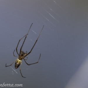 Tetragnatha sp. (genus) at O'Malley, ACT - 11 Mar 2019 08:51 AM