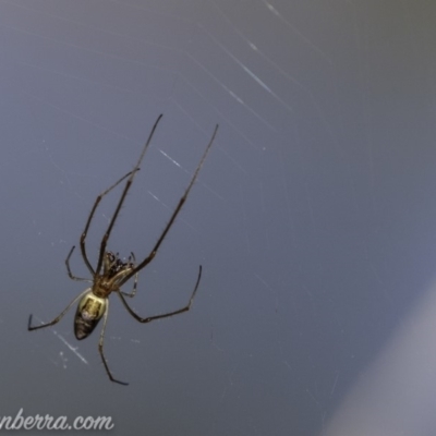 Tetragnatha sp. (genus) (Long-jawed spider) at O'Malley, ACT - 11 Mar 2019 by BIrdsinCanberra