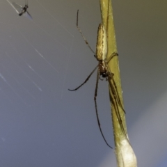 Tetragnatha sp. (genus) (Long-jawed spider) at O'Malley, ACT - 10 Mar 2019 by BIrdsinCanberra