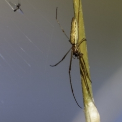 Tetragnatha sp. (genus) (Long-jawed spider) at O'Malley, ACT - 11 Mar 2019 by BIrdsinCanberra