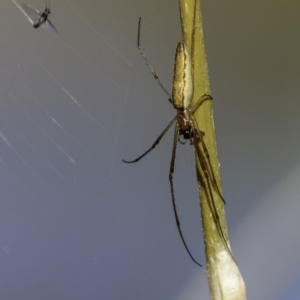 Tetragnatha sp. (genus) at O'Malley, ACT - 11 Mar 2019 08:52 AM