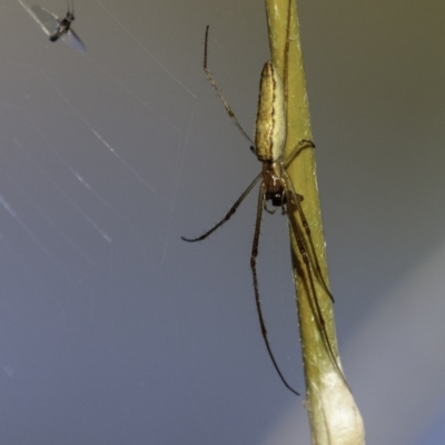 Tetragnatha sp. (genus) (Long-jawed spider) at O'Malley, ACT - 11 Mar 2019 by JonSteinbeck