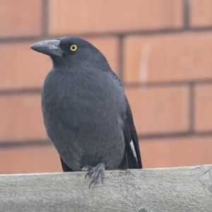 Strepera graculina at Queanbeyan East, NSW - 13 Mar 2019