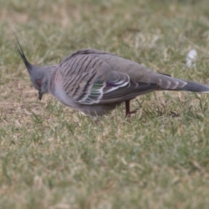 Ocyphaps lophotes at Queanbeyan East, NSW - 13 Mar 2019