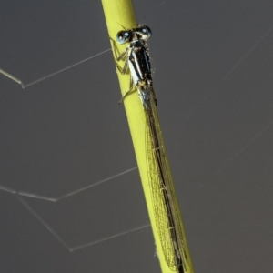 Ischnura heterosticta at O'Malley, ACT - 11 Mar 2019