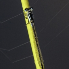 Ischnura heterosticta at O'Malley, ACT - 11 Mar 2019