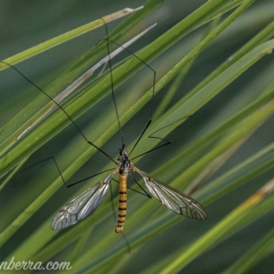 Leptotarsus (Macromastix) sp. (genus & subgenus) (Unidentified Macromastix crane fly) at O'Malley, ACT - 10 Mar 2019 by BIrdsinCanberra