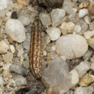 Crambidae sp. (family) at Acton, ACT - 15 Mar 2019