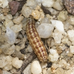 Crambidae sp. (family) at Acton, ACT - 15 Mar 2019 12:27 PM