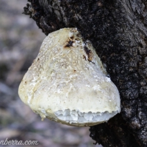 Laetiporus portentosus at O'Malley, ACT - 11 Mar 2019 07:25 AM