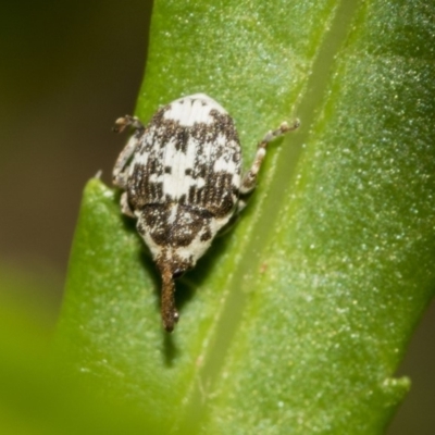 Mogulones larvatus (Paterson's curse crown weevil) at Acton, ACT - 14 Mar 2019 by AlisonMilton