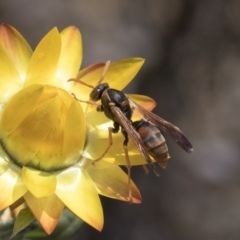 Polistes (Polistella) humilis (Common Paper Wasp) at Acton, ACT - 15 Mar 2019 by AlisonMilton